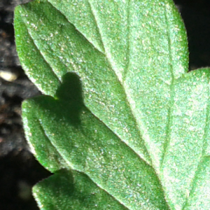 leafy crystals