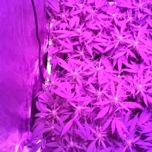 Grape Ape LED ScroG