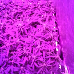 Grape Ape LED ScroG