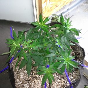 White Rhino LST