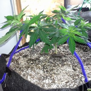 White Rhino LST