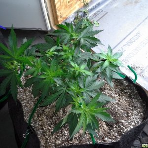 White Rhino LST