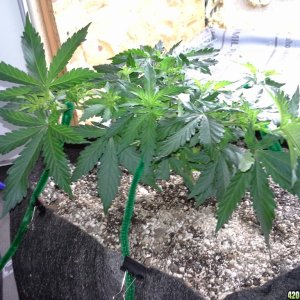 White Rhino LST