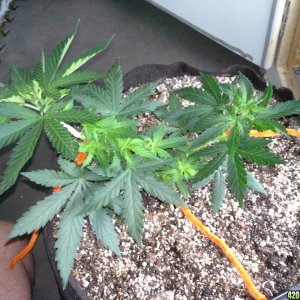 White Rhino LST