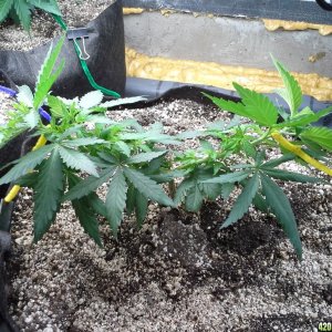 White Rhino LST