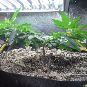 White Rhino LST