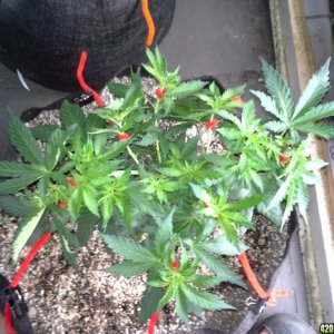 White Rhino LST