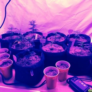 Clones and seedlings