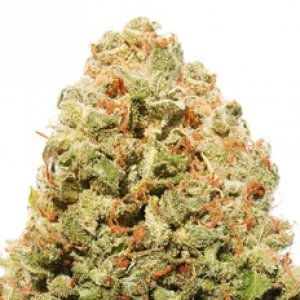 heavyweight-strawberry-cheesecake-feminised-seeds_232