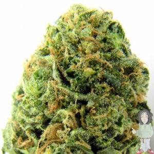 massive-midget-autoflowering-feminised-seeds_232