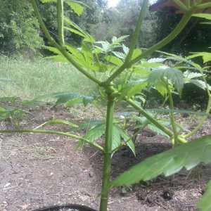 Transplanted a baby in the ground