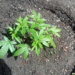 Transplanted a baby in the ground