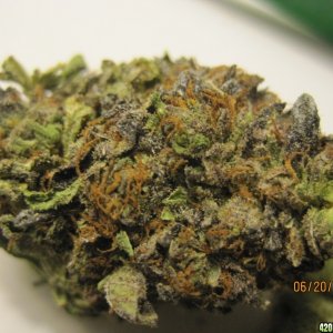 Medicinal buds from Canadian Dispensary