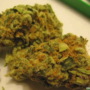 Medicinal buds from Canadian Dispensary