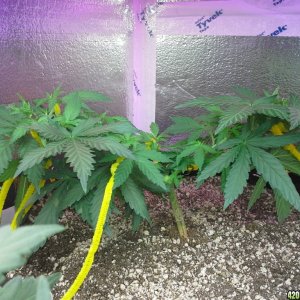 White Rhino LST