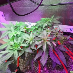 White Rhino LST