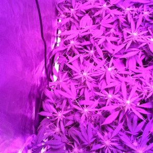 Grape Ape LED ScroG