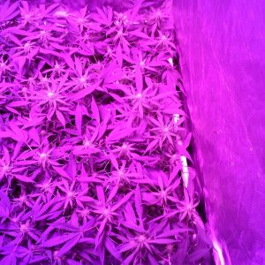 Grape Ape LED ScroG