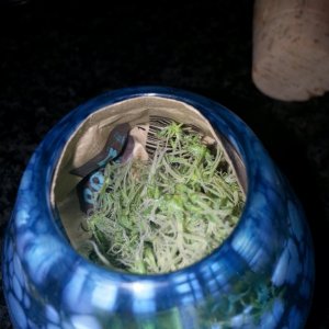 Locally blown Nug Jar