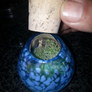 Locally blown Nug Jar