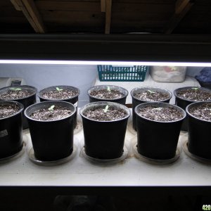 Silver Fox Seedlings