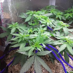 White Rhino LST