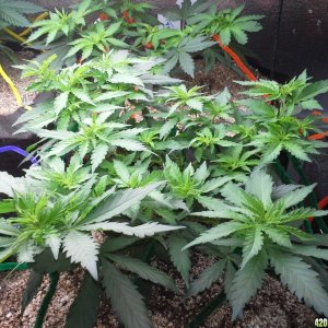 White Rhino LST