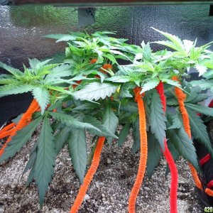 White Rhino LST