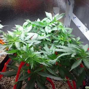 White Rhino LST