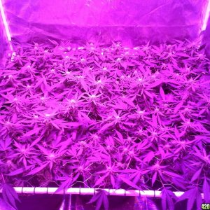 Grape Ape LED ScroG