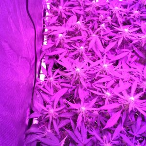 Grape Ape LED ScroG