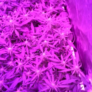 Grape Ape LED ScroG