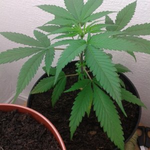 4 & half week old UNKNOWN plant (vegging)