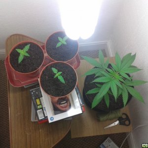 my grow wardrobe using 1 125watt lumi CFL