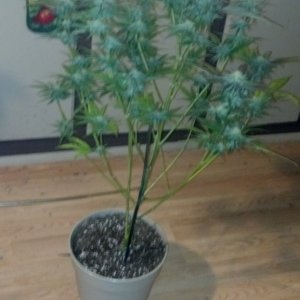 2nd generation Blackberry Kush 5 weeks into flower