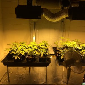 Two 600w HPS Flood and Drain setup