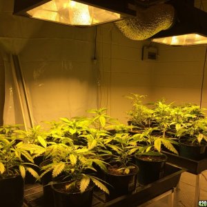 Two 600w HPS Flood and Drain setup