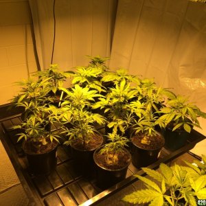 Two 600w HPS Flood and Drain setup