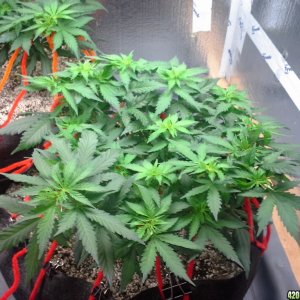 White Rhino LST