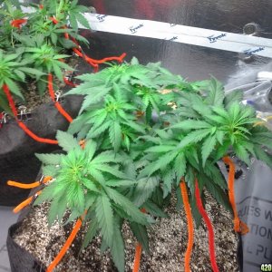 White Rhino LST