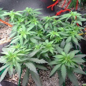 White Rhino LST