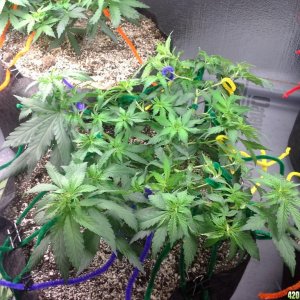 White Rhino LST