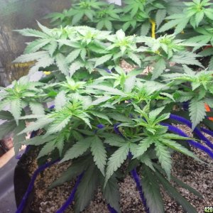 White Rhino LST