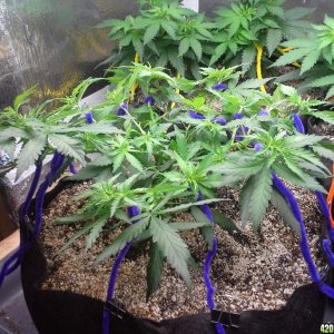 White Rhino LST