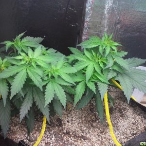 White Rhino LST