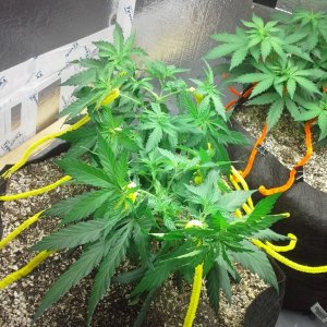 White Rhino LST