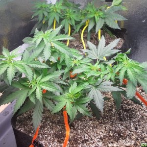 White Rhino LST