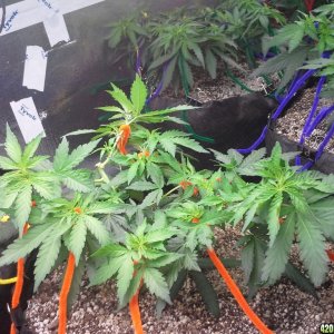 White Rhino LST