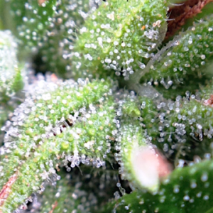 trichome pic