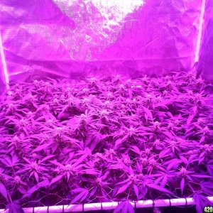 Grape Ape LED ScroG